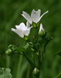 Malva neglecta